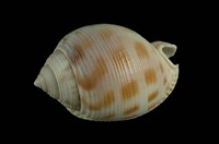 藏品(斑帶鬘螺)的圖片